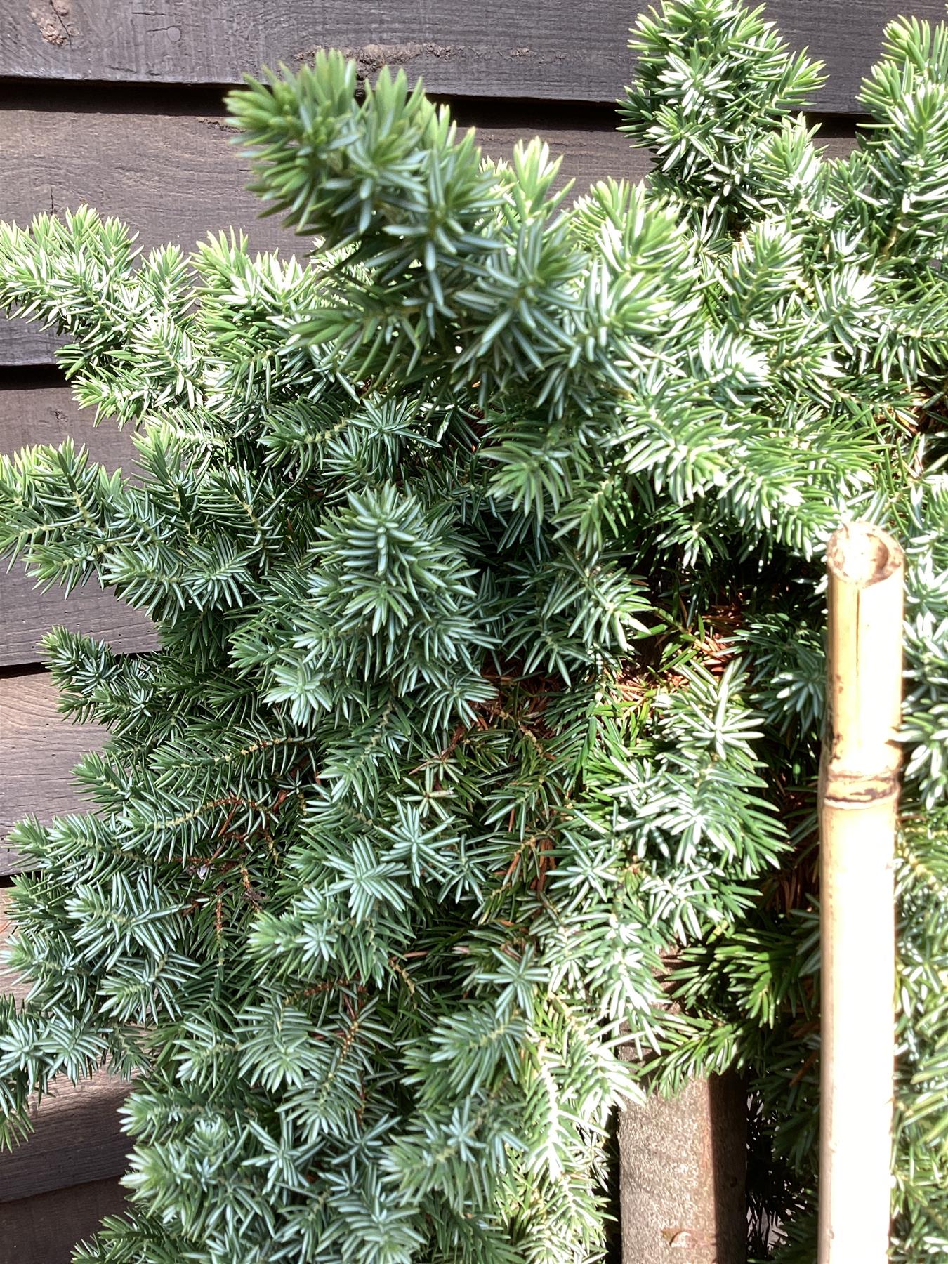 Juniperus conferta 'Blue Pacific' - 130-140cm, 25lt