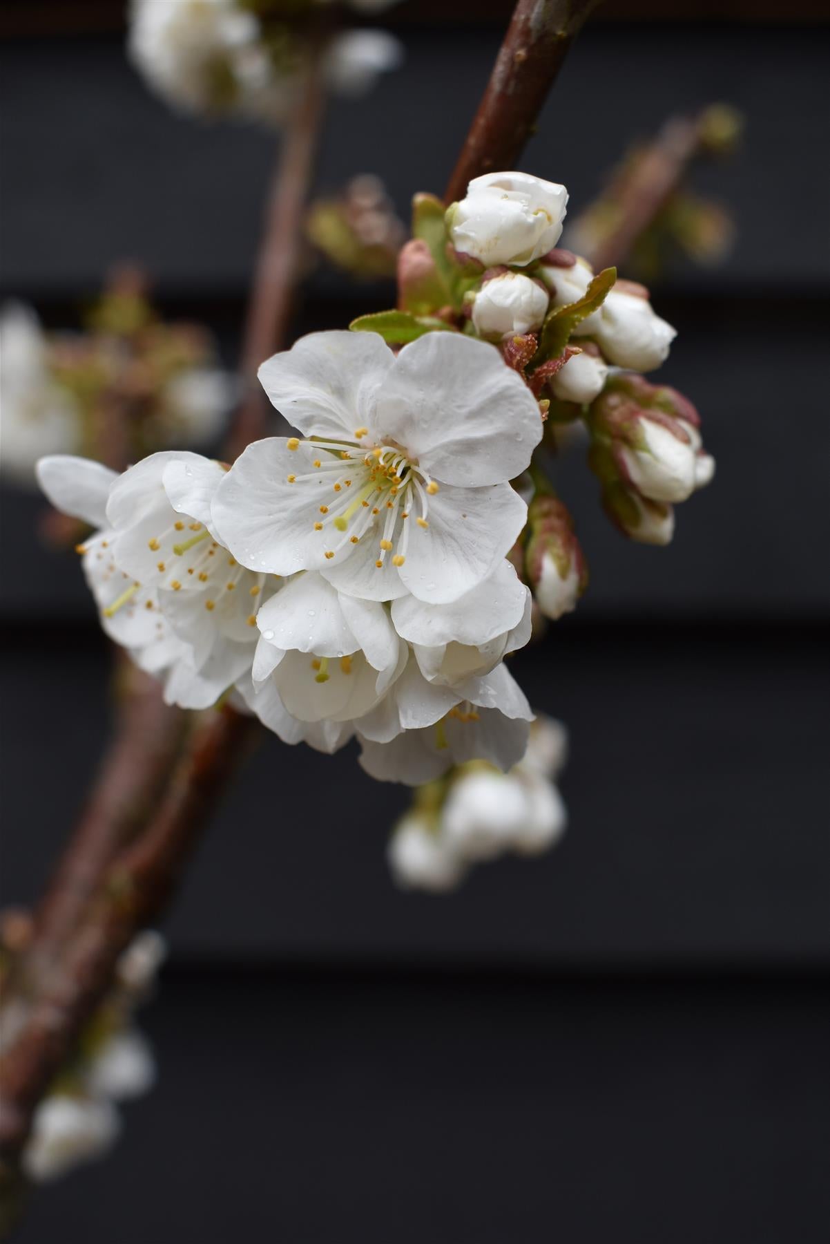 Cherry tree 'Burlat' | Prunus avium 'Bigarreau Burlat'  - Height 150-160cm - 20lt