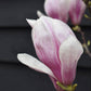 Magnolia x soulangeana | Saucer magnolia - Bushy - Height 180-210cm - 25lt