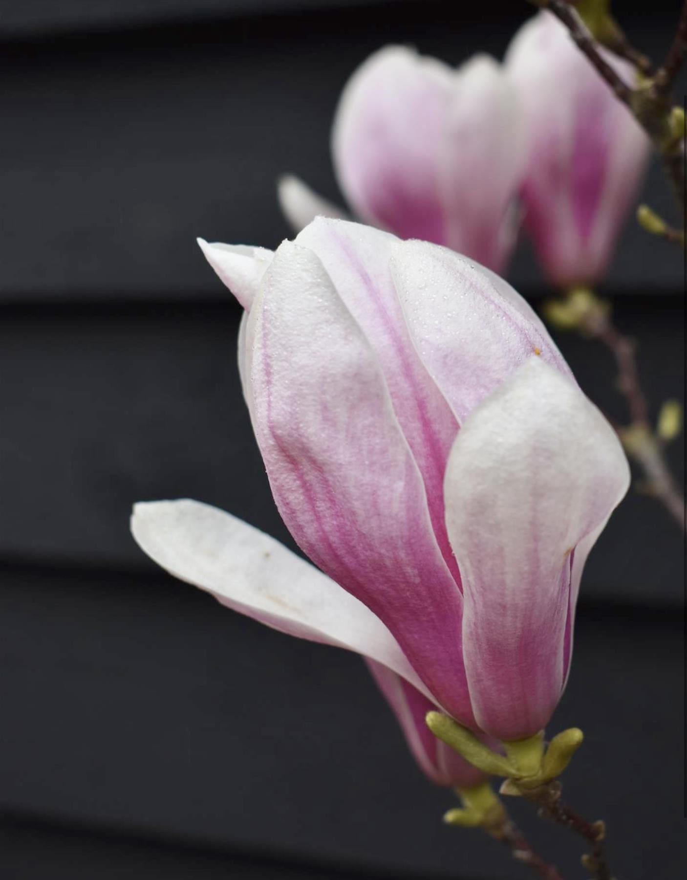 Magnolia x soulangeana | Saucer magnolia - Bushy - Height 180-210cm - 25lt