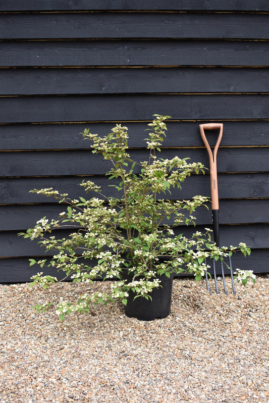 Viburnum tinus 'Pink Beauty' - 100-150cm, 20lt