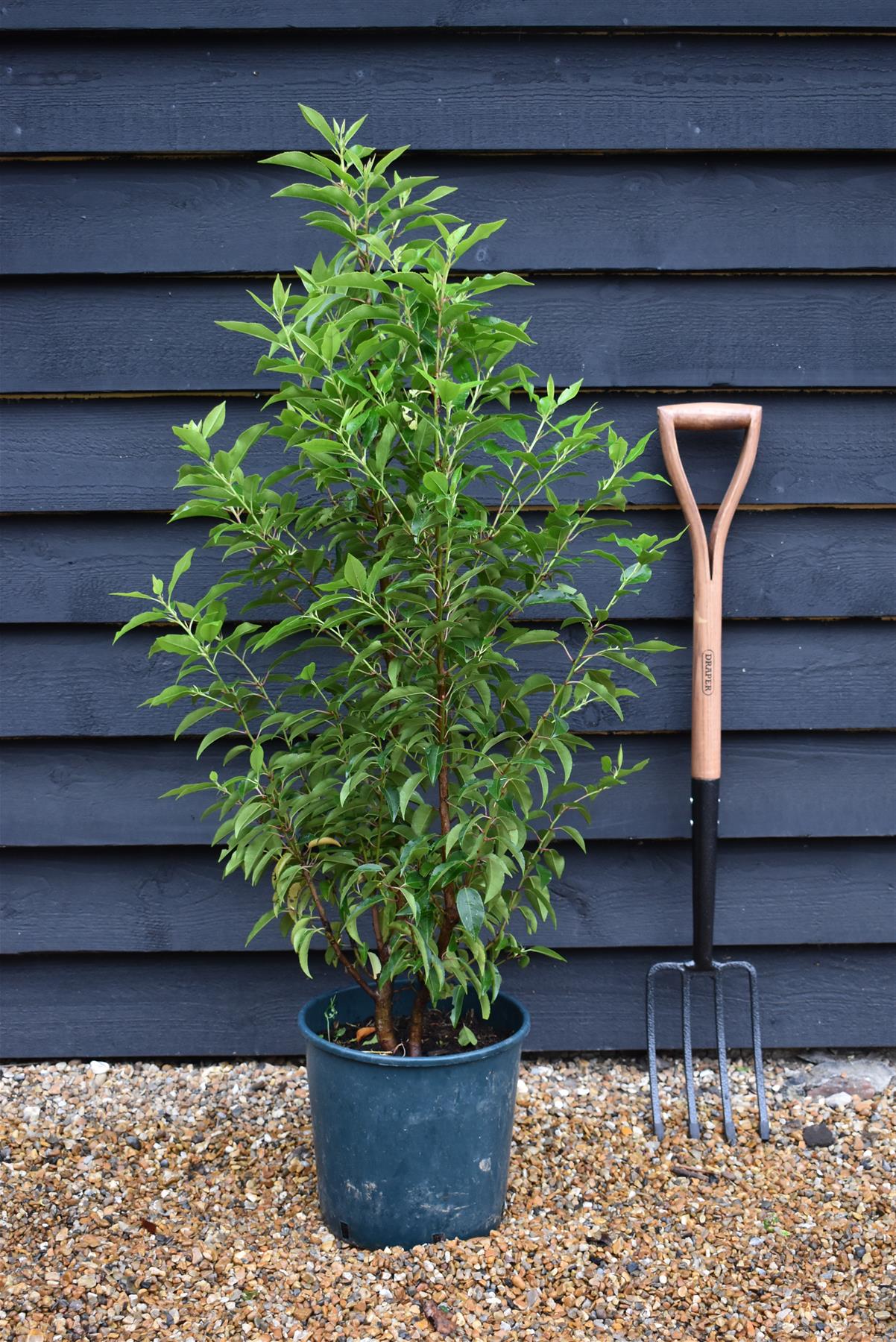 10 x Portuguese Laurel | Prunus lusitanica 'Angustifolia' - Pallet Deal - Bushy - Height 110-120cm - 10lt