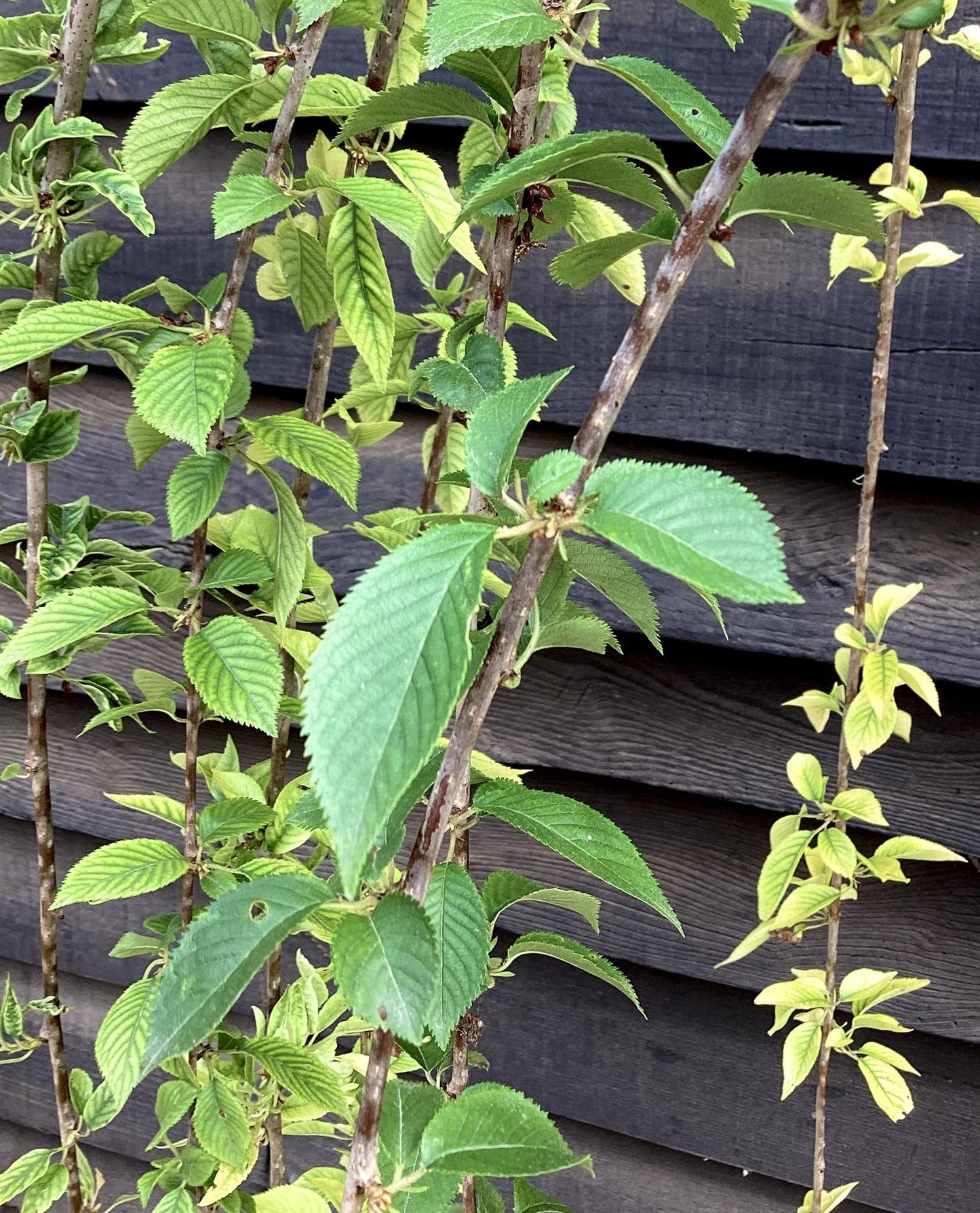 Prunus subhirtella Pendula 1/2 Standard | Single Pink Weeping Cherry - Girth 10-12cm - 25lt