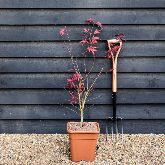 Acer palmatum 'Extravaganza' - Bushy - Height 120-130cm - 20lt