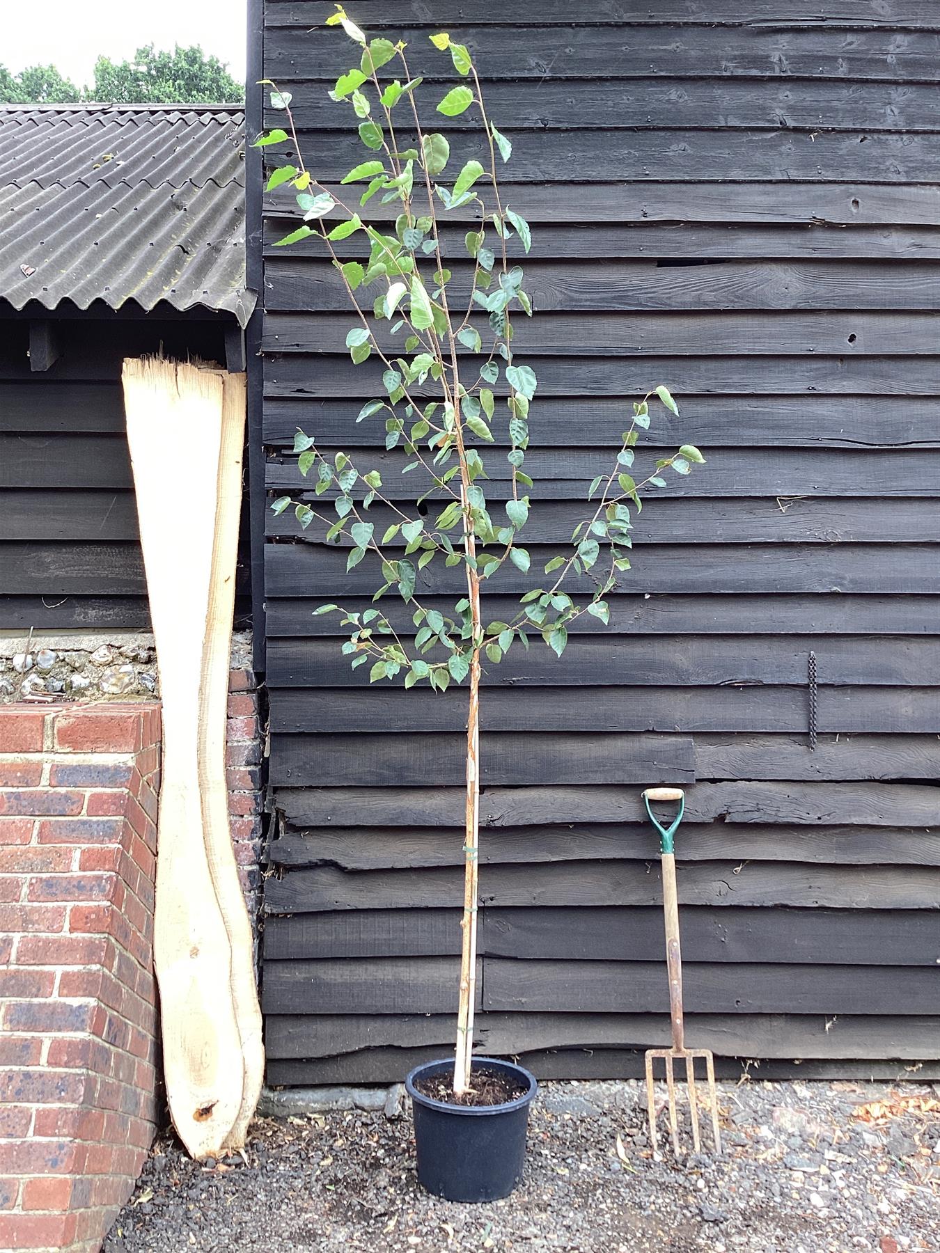 Betula jacquemontii | Himalayan Birch - 280-300cm, 20lt