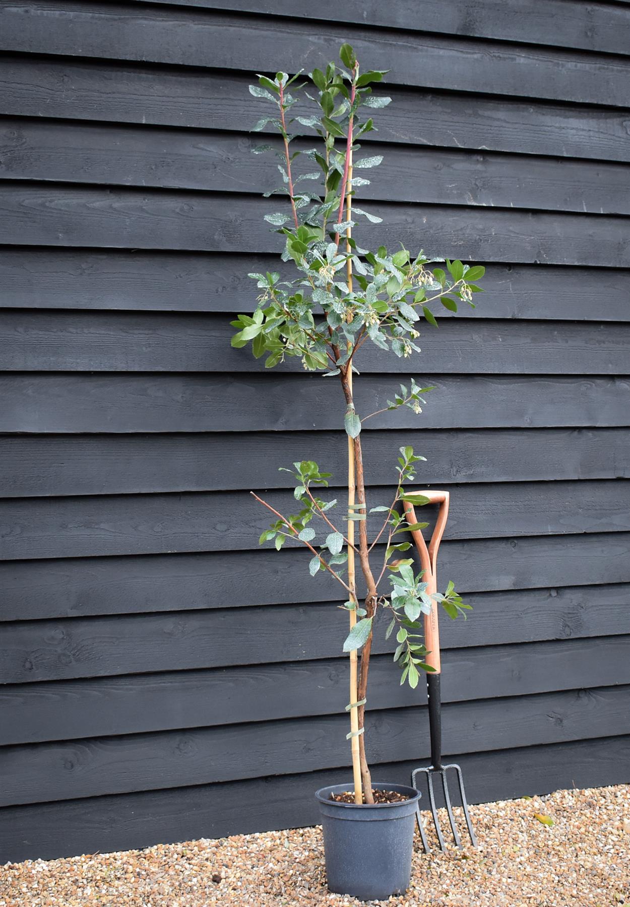 Arbutus unedo | Strawberry Tree - Height 150-200cm, 10lt