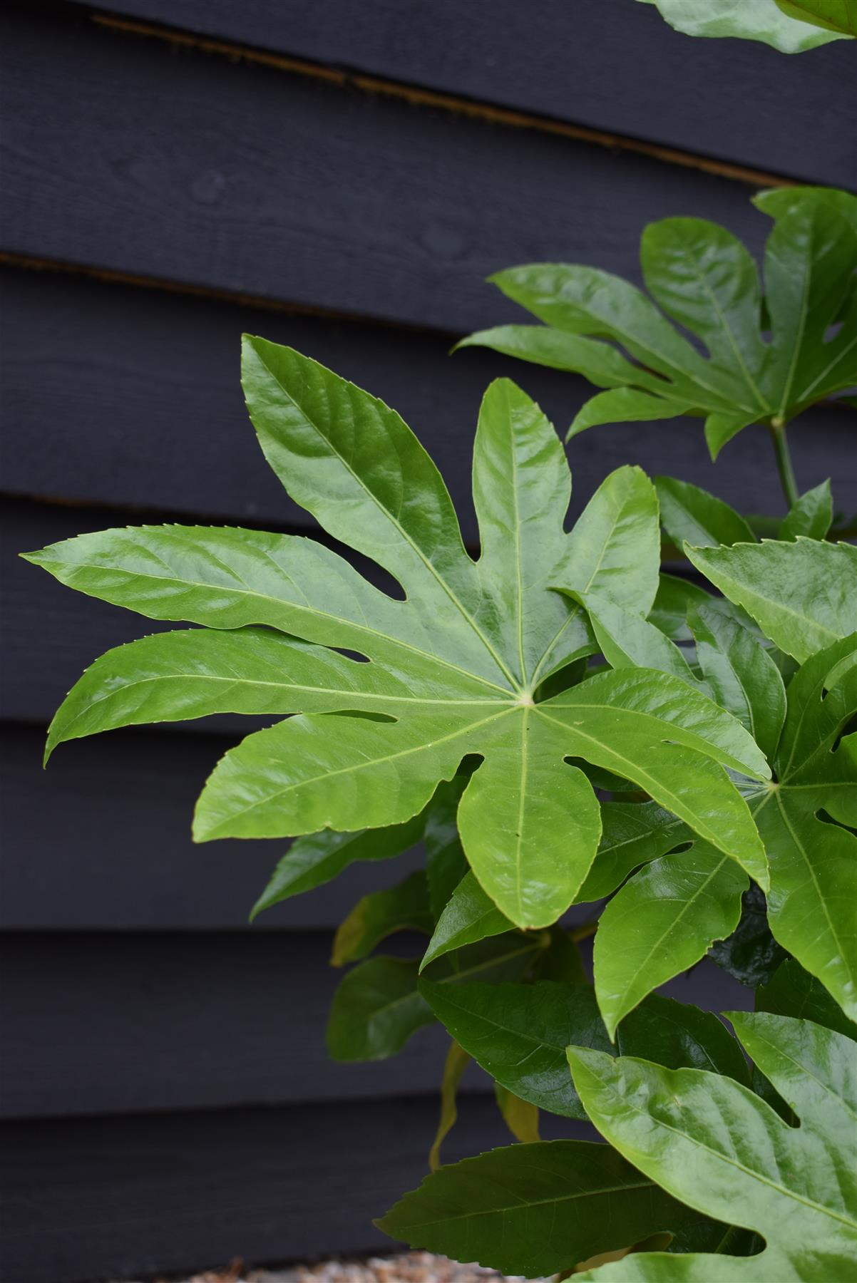 Fatsia Japonica (Japanese aralia) - Height - 60-70cm, 10lt