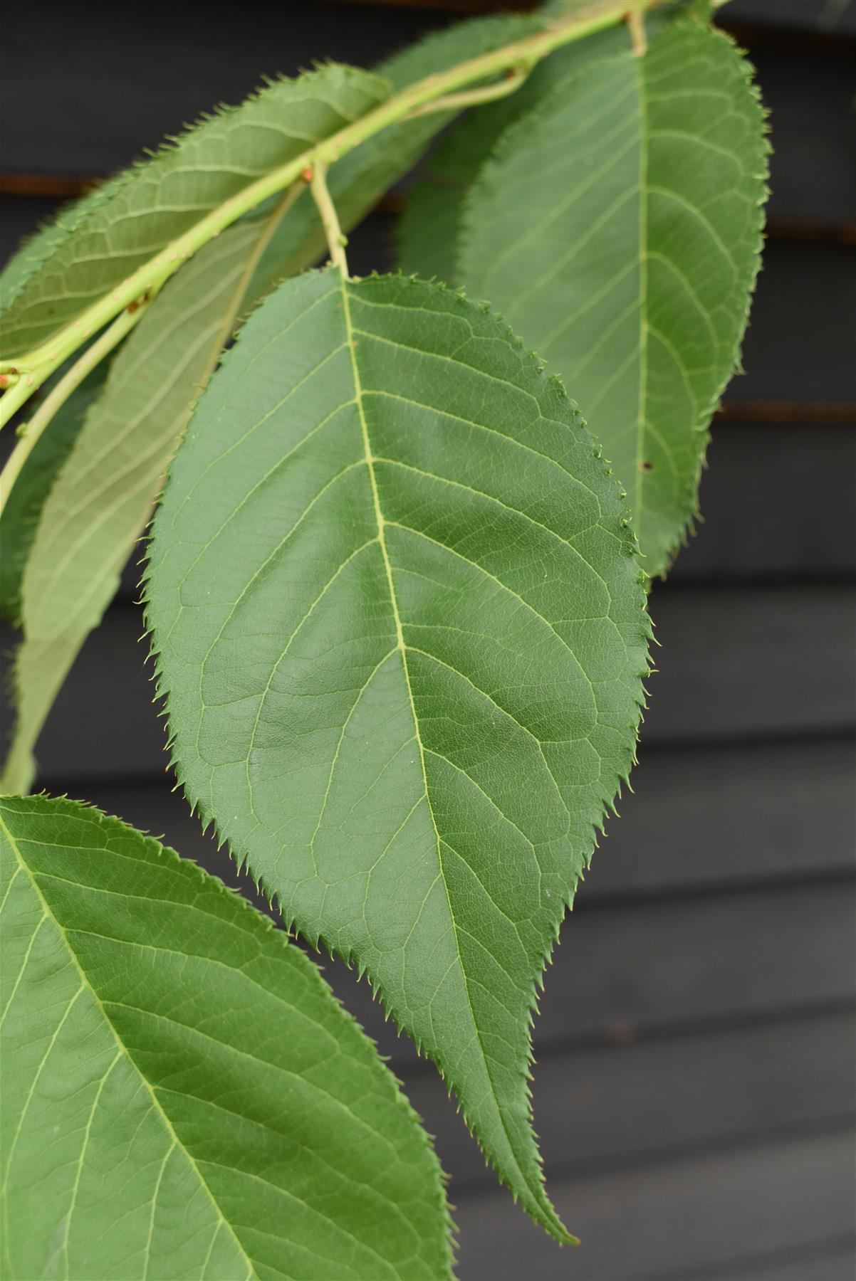 Prunus Shirotae |Flowering Cherry 'Shirotae' - Girth 10-12cm - Height 320-340cm, 70lt