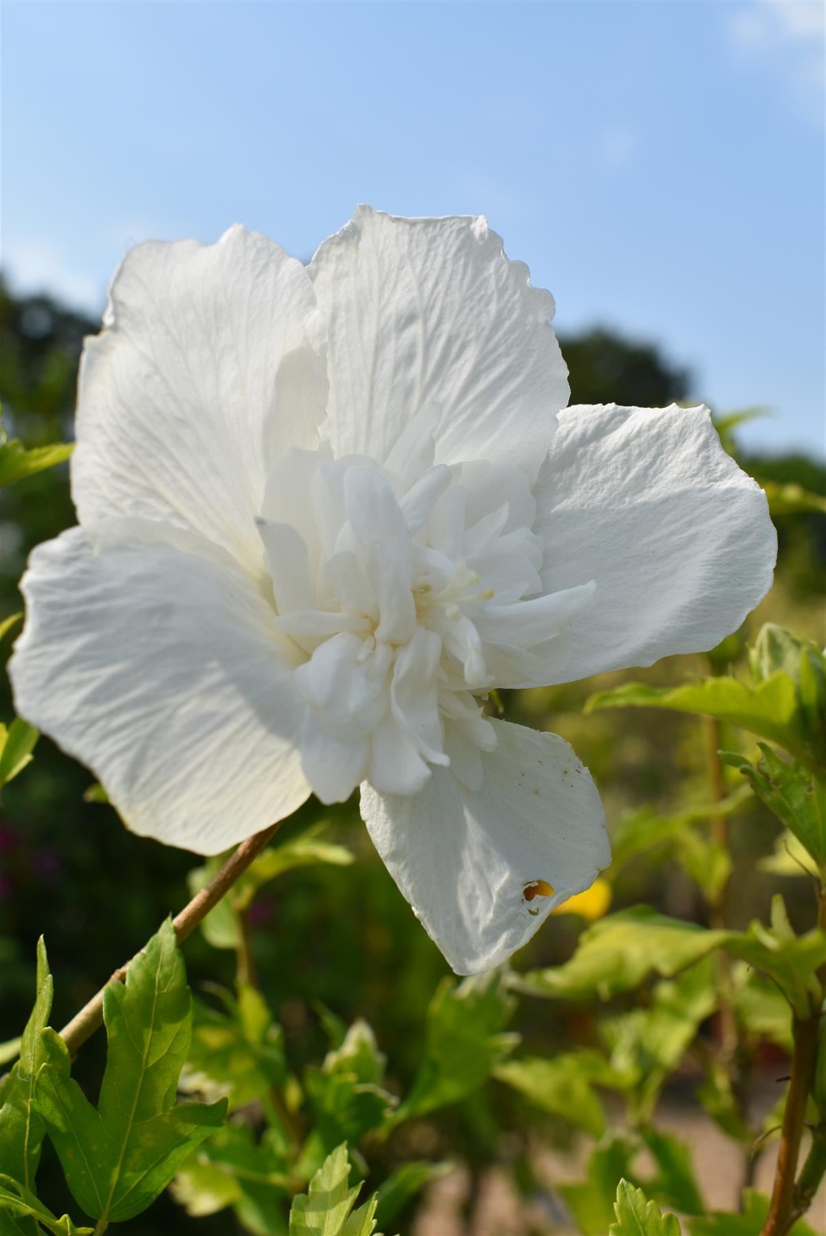 Hibiscus syriacus 'White Chiffon' - White Flower - Bushy Shrub - Height 120-150cm - 25lt