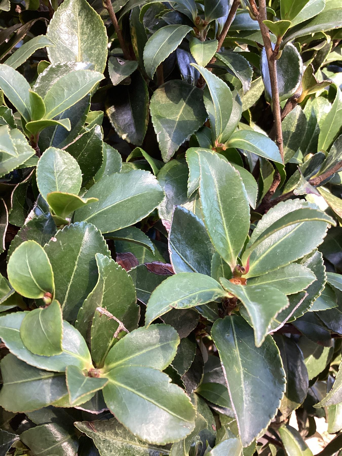 Camellia sasanqua - 160-180cm, 35lt