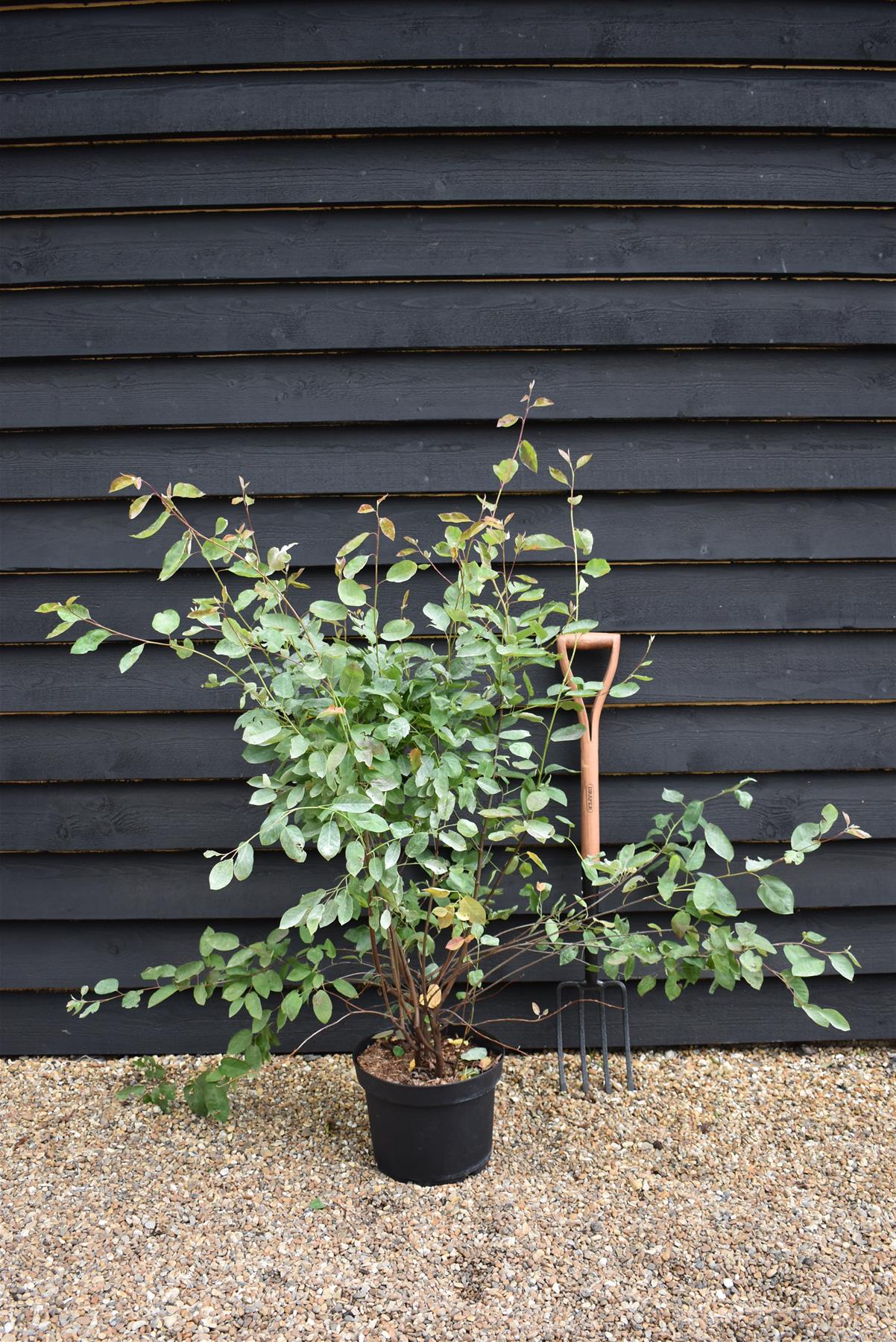 Amelanchier lamarckii | Juneberry - 100-115cm, 10lt