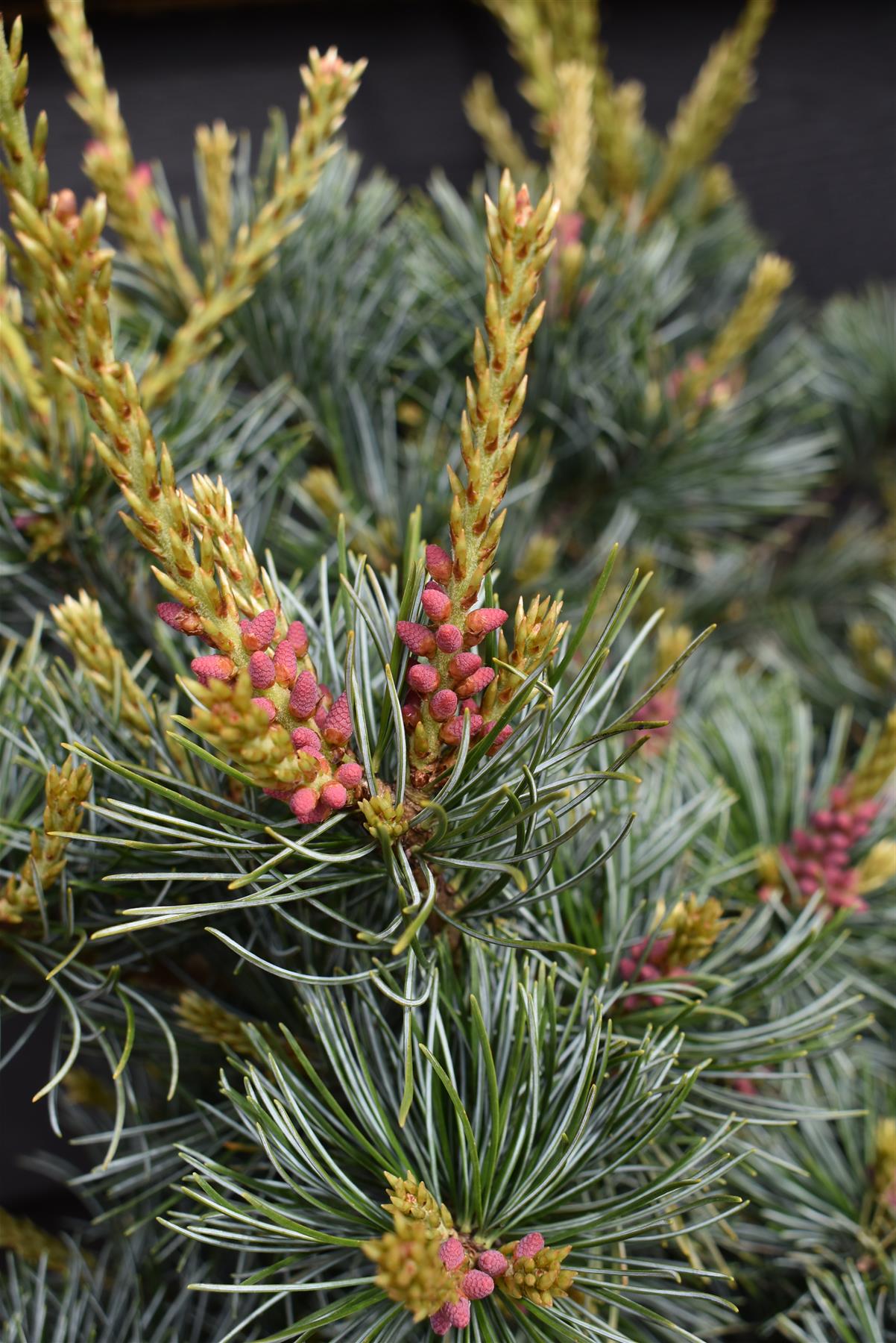 Pinus parviflora 'Negishi' | Japanese white pine - Height 60-70cm - Width 60cm - 18lt