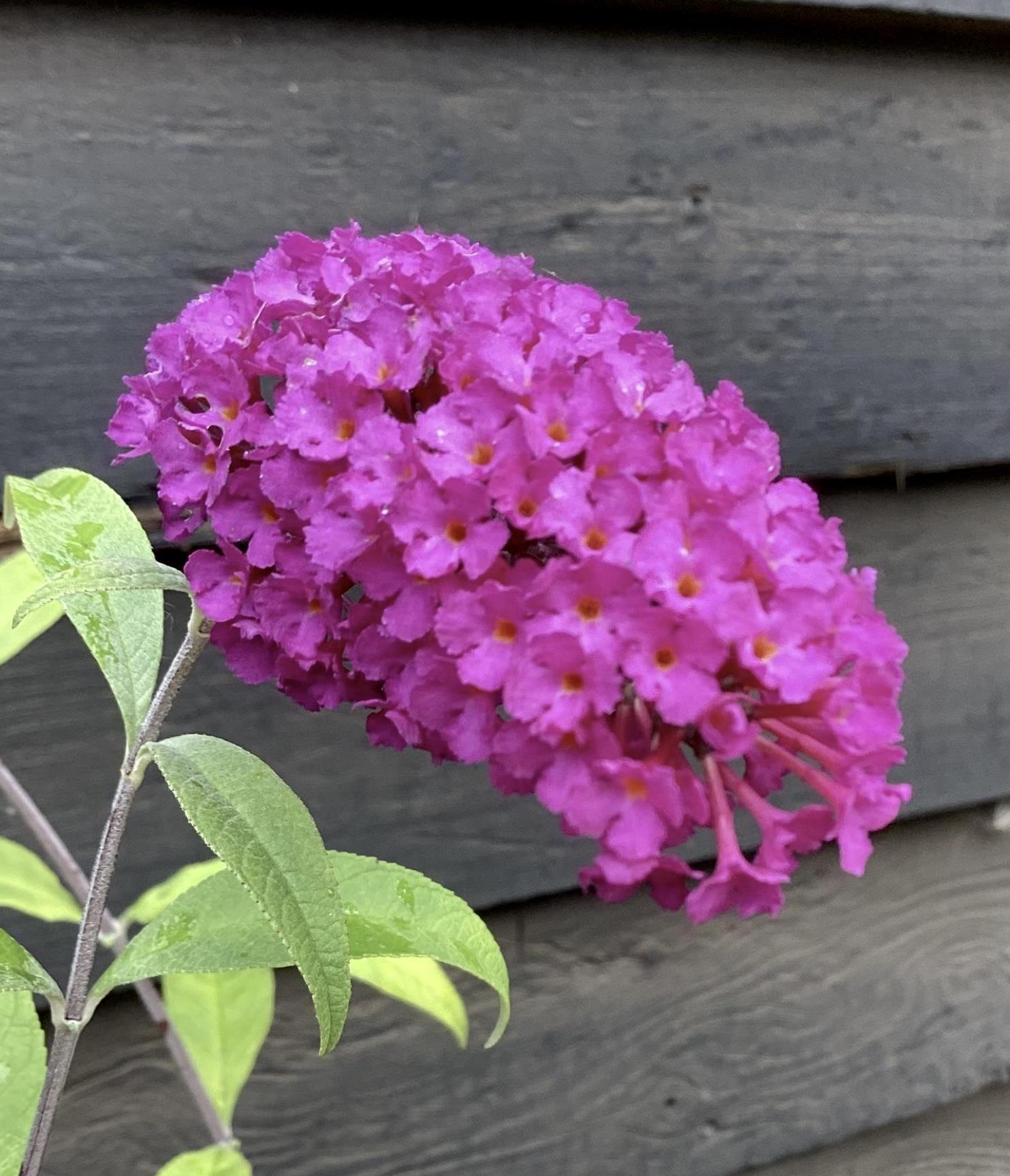 Buddleja Royal Red | Butterfly bush - 40-60cm, 12lt