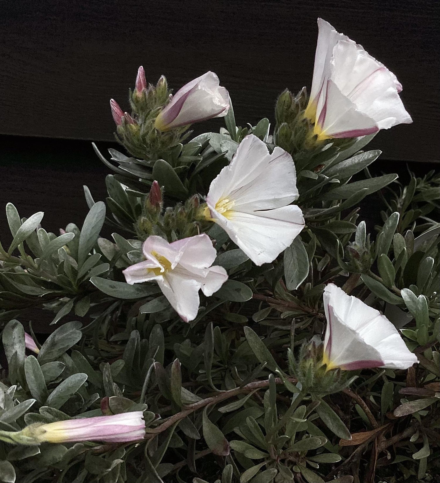 Convolvulus cneorum | Silver Bush - 10cm - 3lt