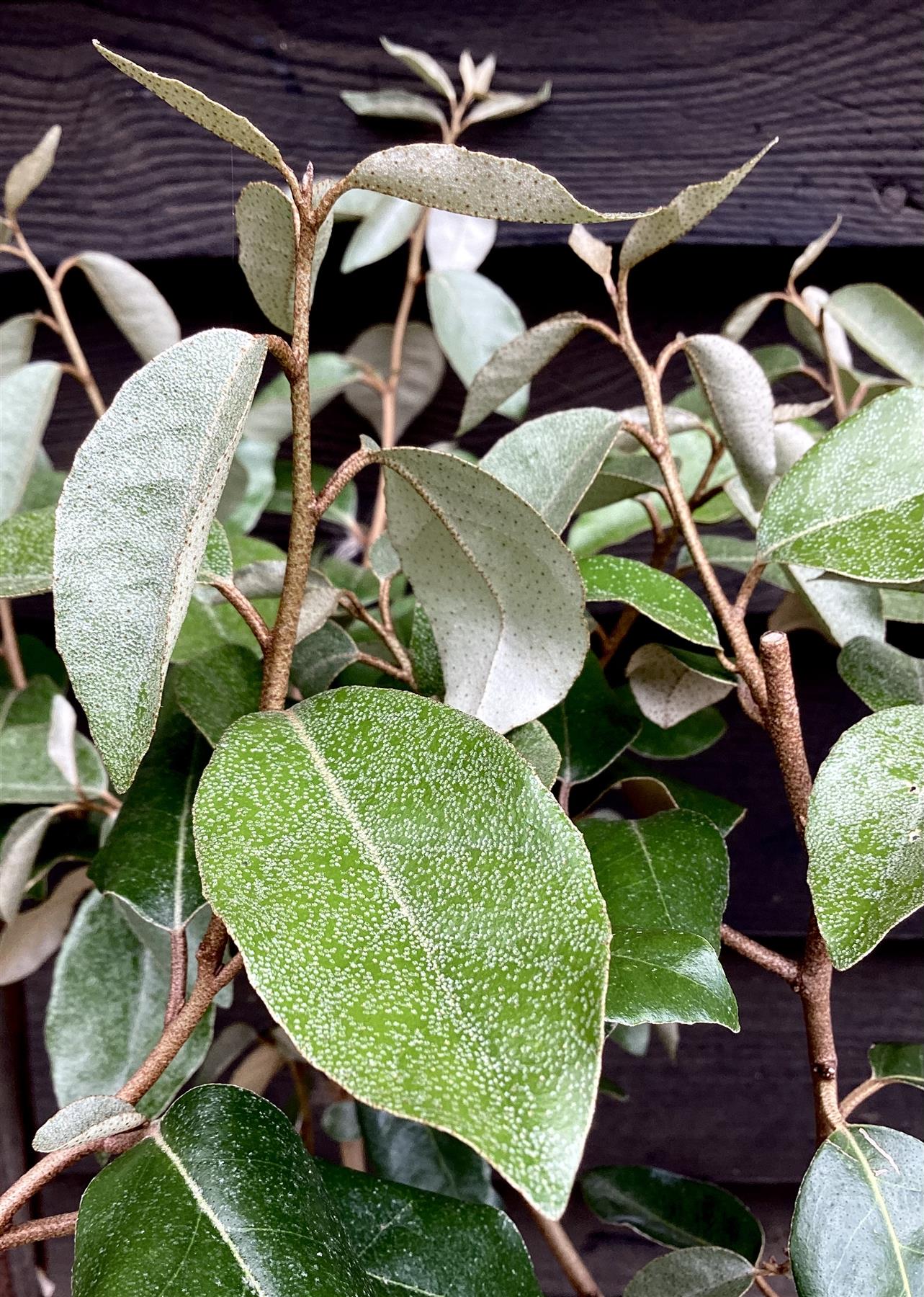 Elaeagnus ebbingei | Ebbing's Silverberry - 90-100cm, 10lt