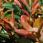 Photinia Red Robin | Christmas berry 'Red Robin' - Multi Stem - Height 250cm - 70lt