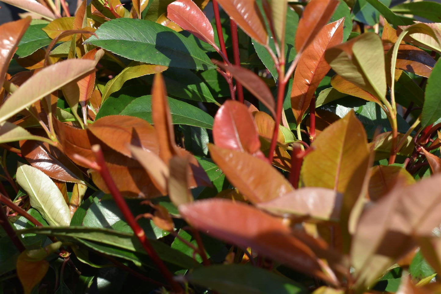 Photinia Red Robin | Christmas berry 'Red Robin' - Multi Stem - Height 250cm - 70lt