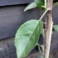 Apple tree 'Cox Orange Pippin' | Malus domestica - MM106 - Semi-Dwarfing - Height 150-160cm - 20lt