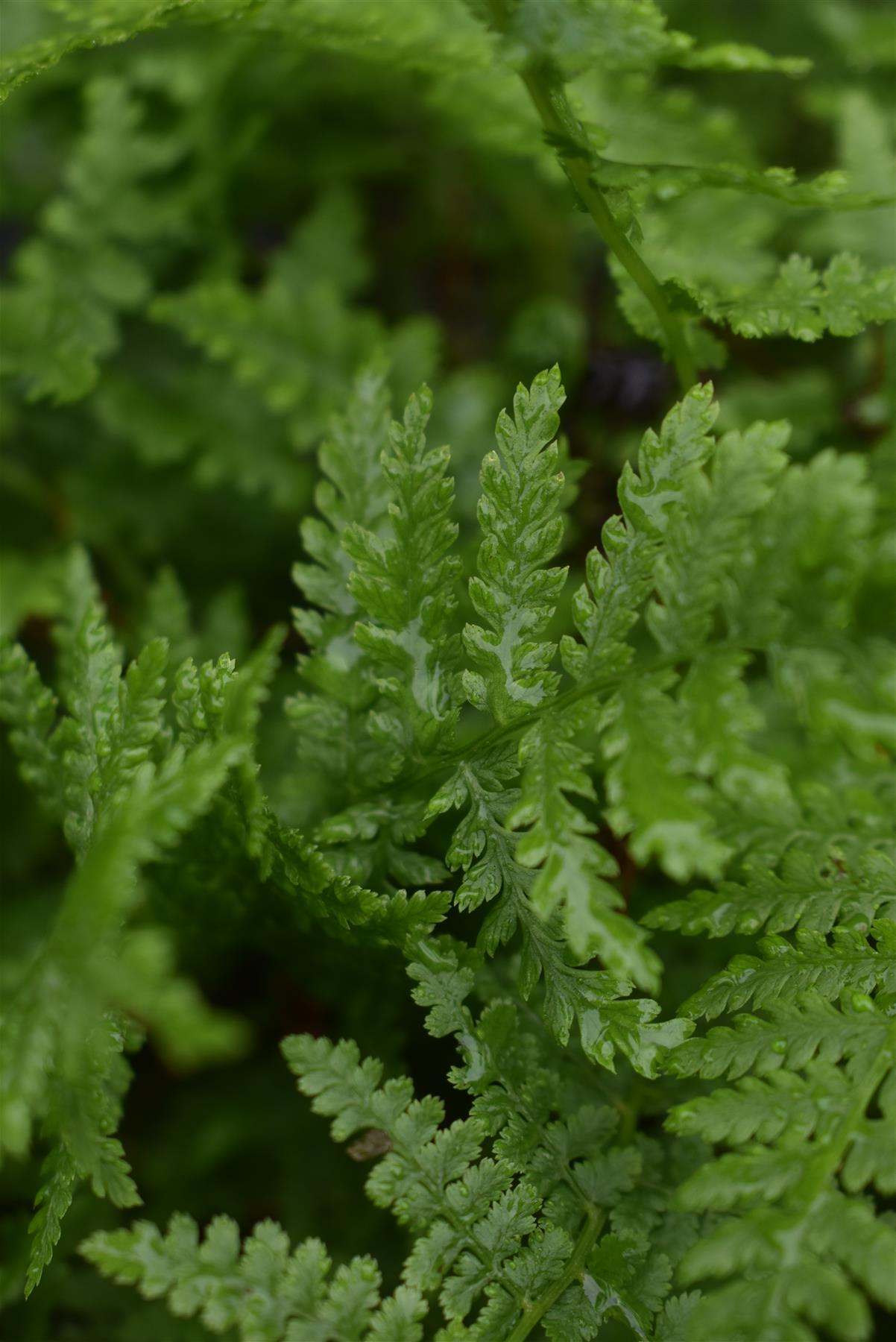 Athyrium filix-femina "Lady in Red" | Lady Fern- 3lt