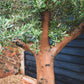 Olive Tree | Olea Europea - Specimen  - Forking branches - Height 250 -300 cm - 280lt