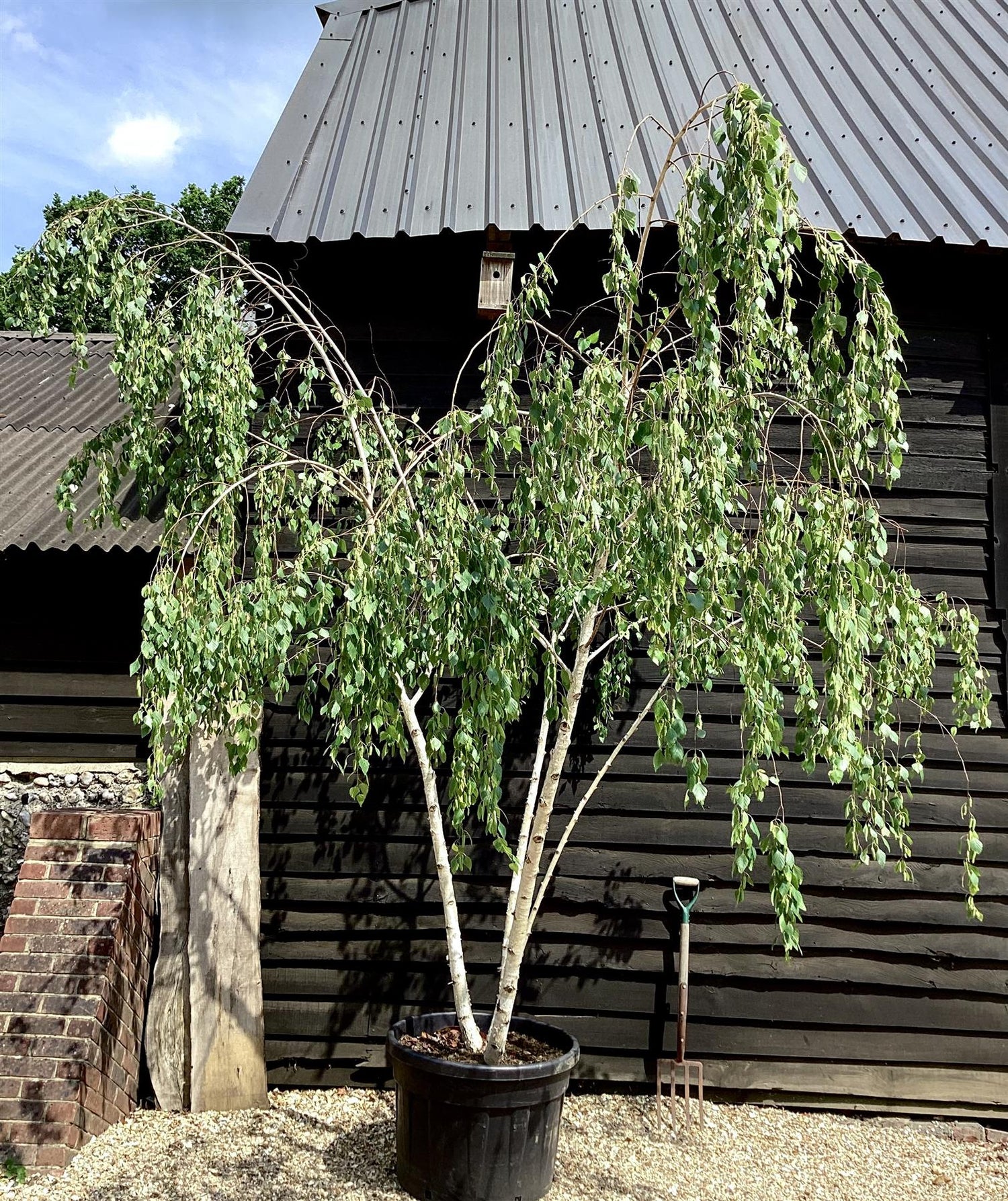 Betula alba Multistem | Silver Birch - 450cm, 130lt