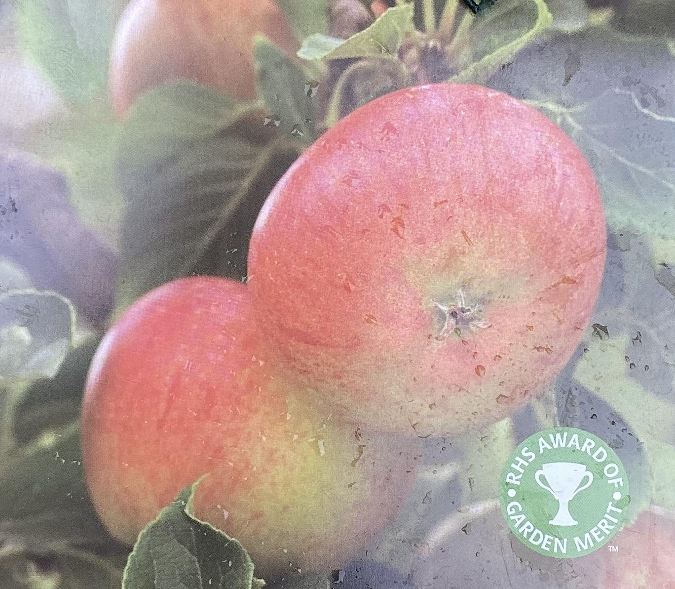 Apple tree 'Fiesta' | Malus domestica - M26 - Dwarfing - 150-160cm - 10lt