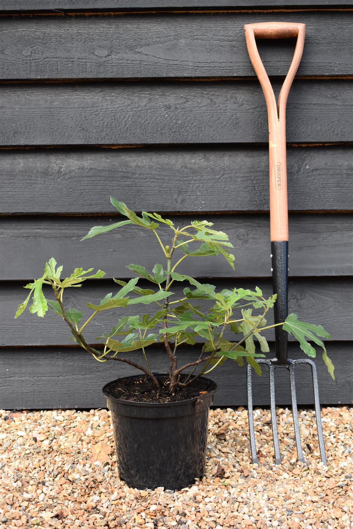 Fig | Ficus carica 'Little Miss Figgy' - Shrub - 40-60cm - 5lt