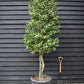 Ilex Nellie R Stevens | Holly 'Nellie R. Stevens' - Height 240-260cm - 90lt