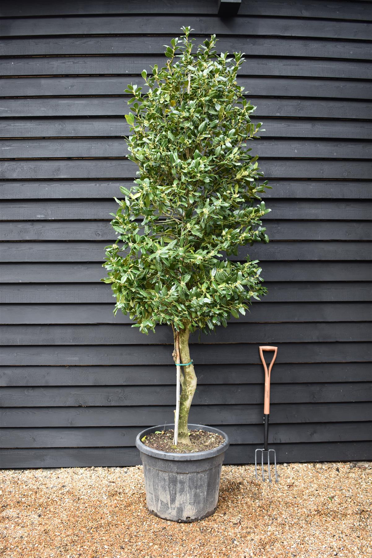 Ilex Nellie R Stevens | Holly 'Nellie R. Stevens' - Height 240-260cm - 90lt