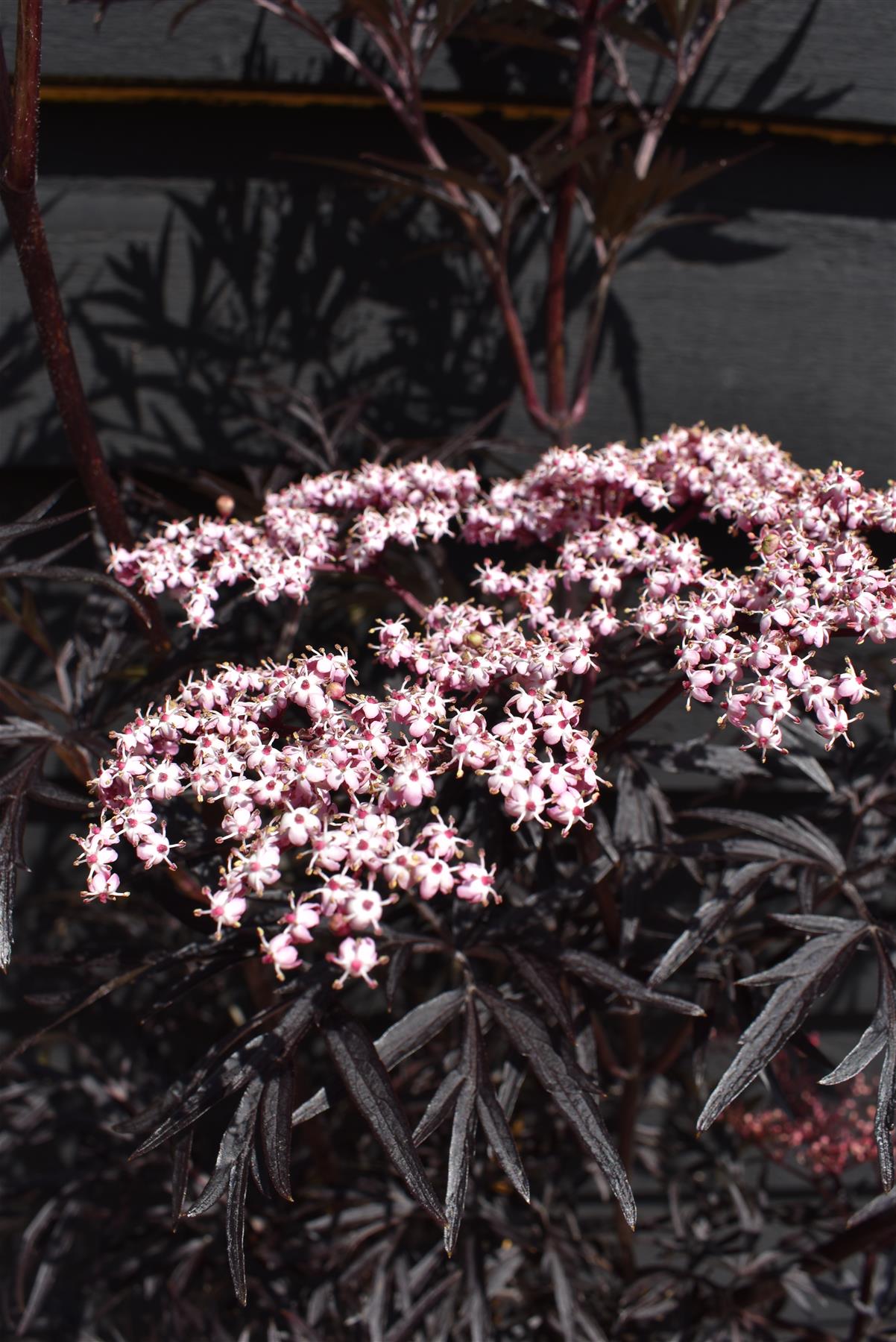 Sambucus nigra Black Lace | Elder 'Eva' - 160-180cm - 12lt