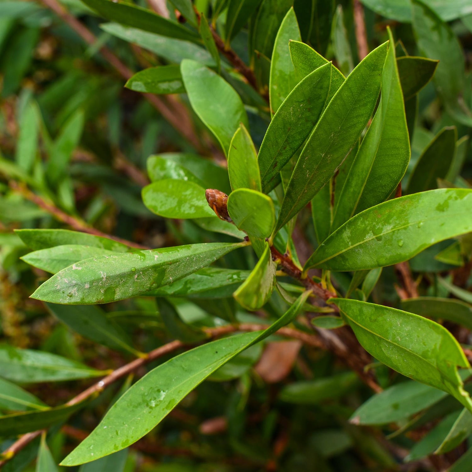 Callistemon citrinus | Standard - Clear Stem - Height 280-340cm - Girth 8-10cm - 20lt