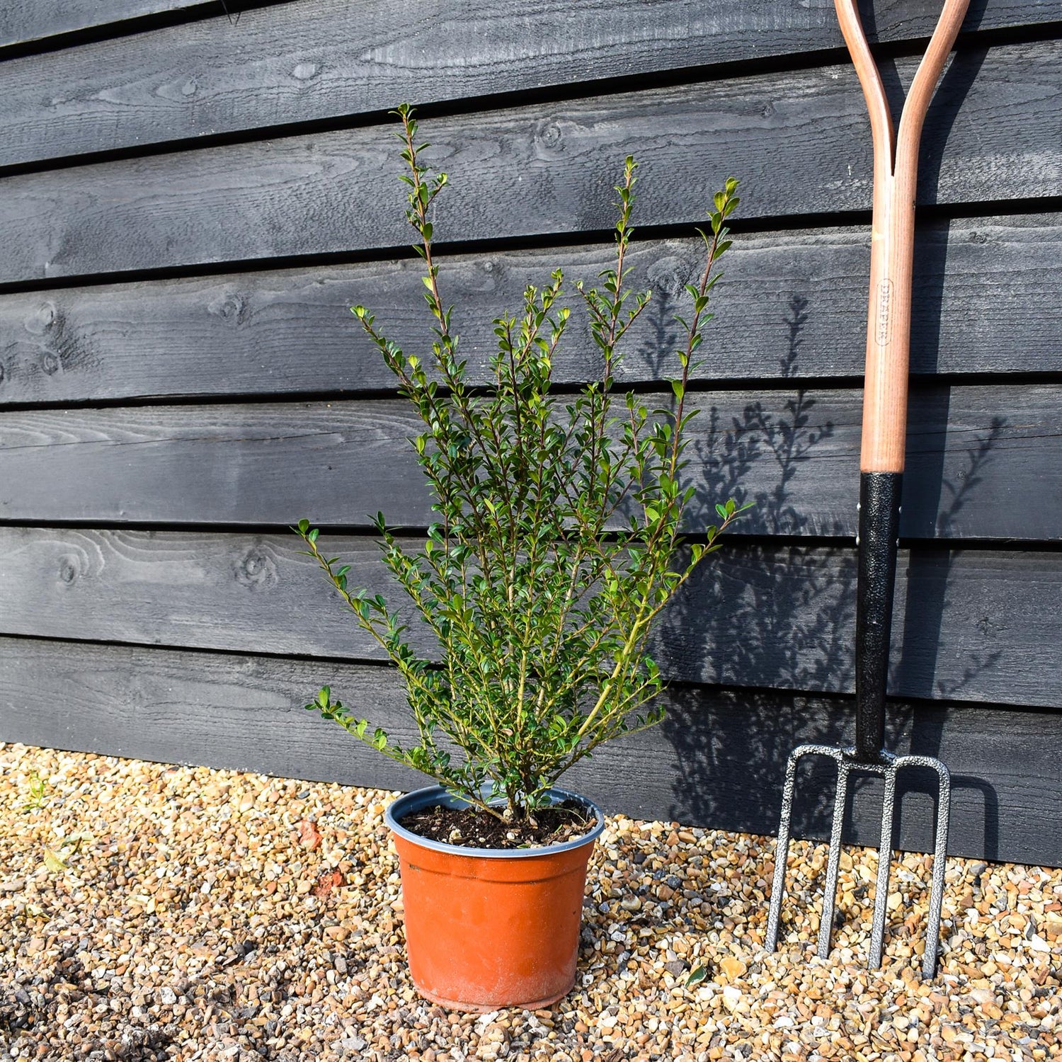 Ilex Crenata | Japanese Holly - Shrub - Height 70-90cm - 3lt