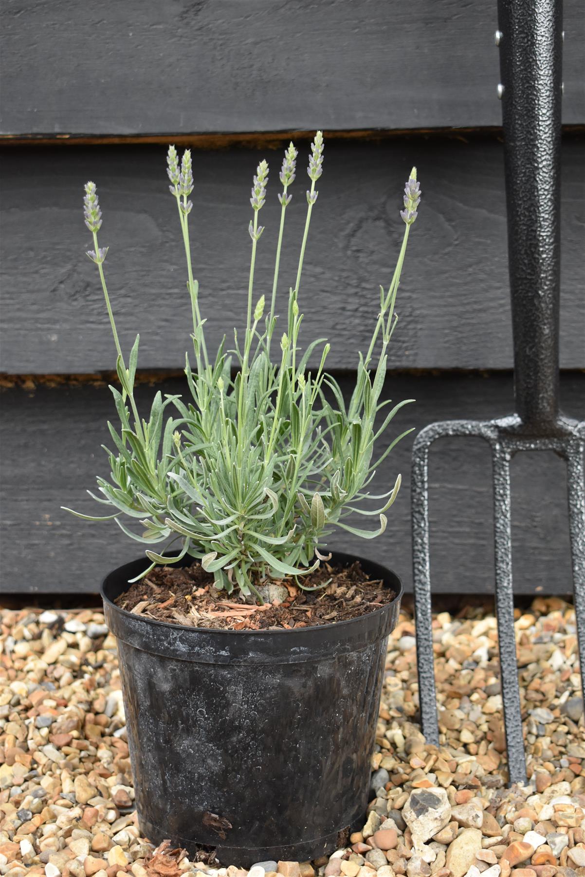 Lavandula x intermedia Phenomenal - 10-30cm, 3lt