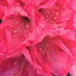 Rhododendron 'Germania' - Shrub - Height 50-60cm - 10lt