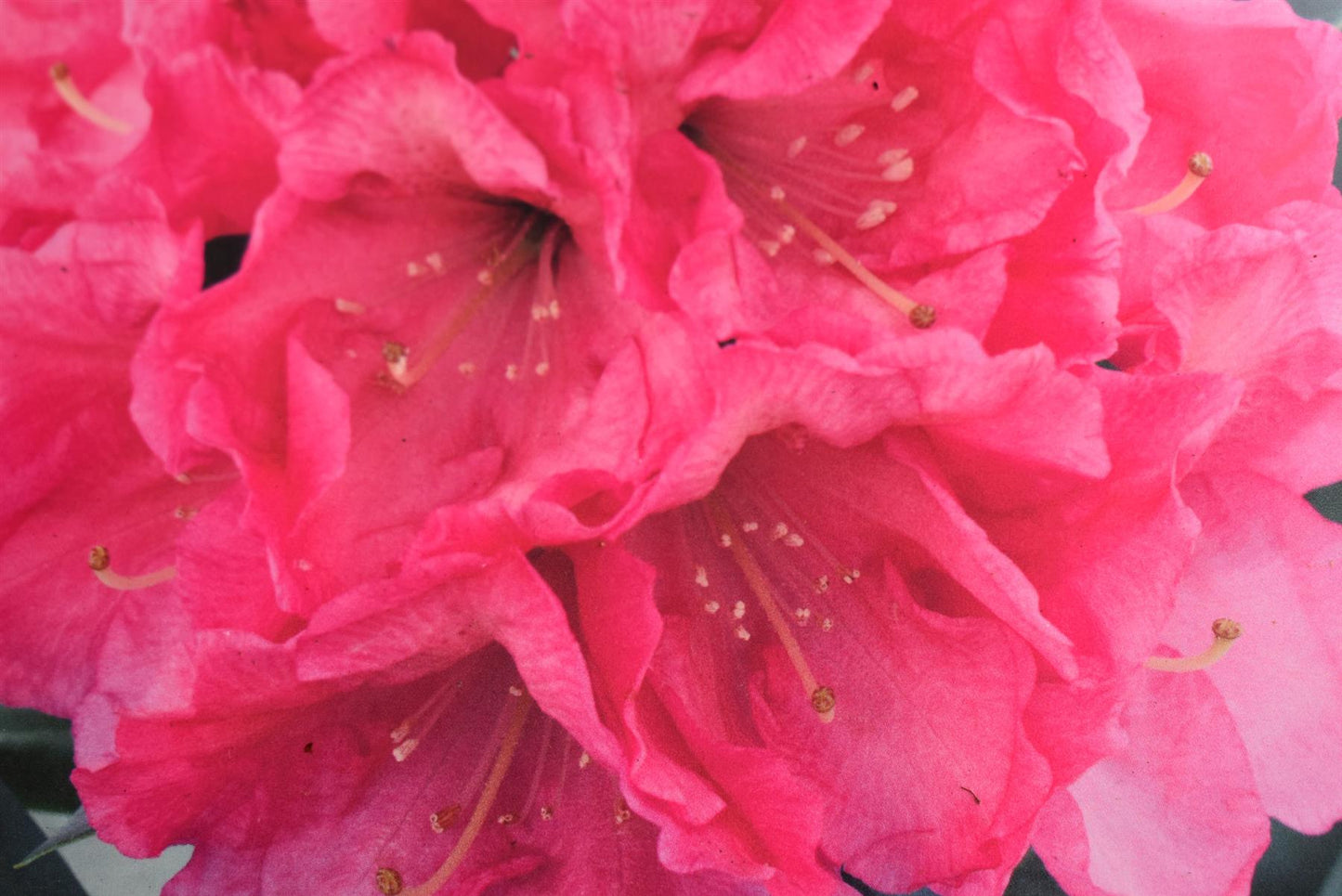 Rhododendron 'Germania' - Shrub - Height 50-60cm - 10lt