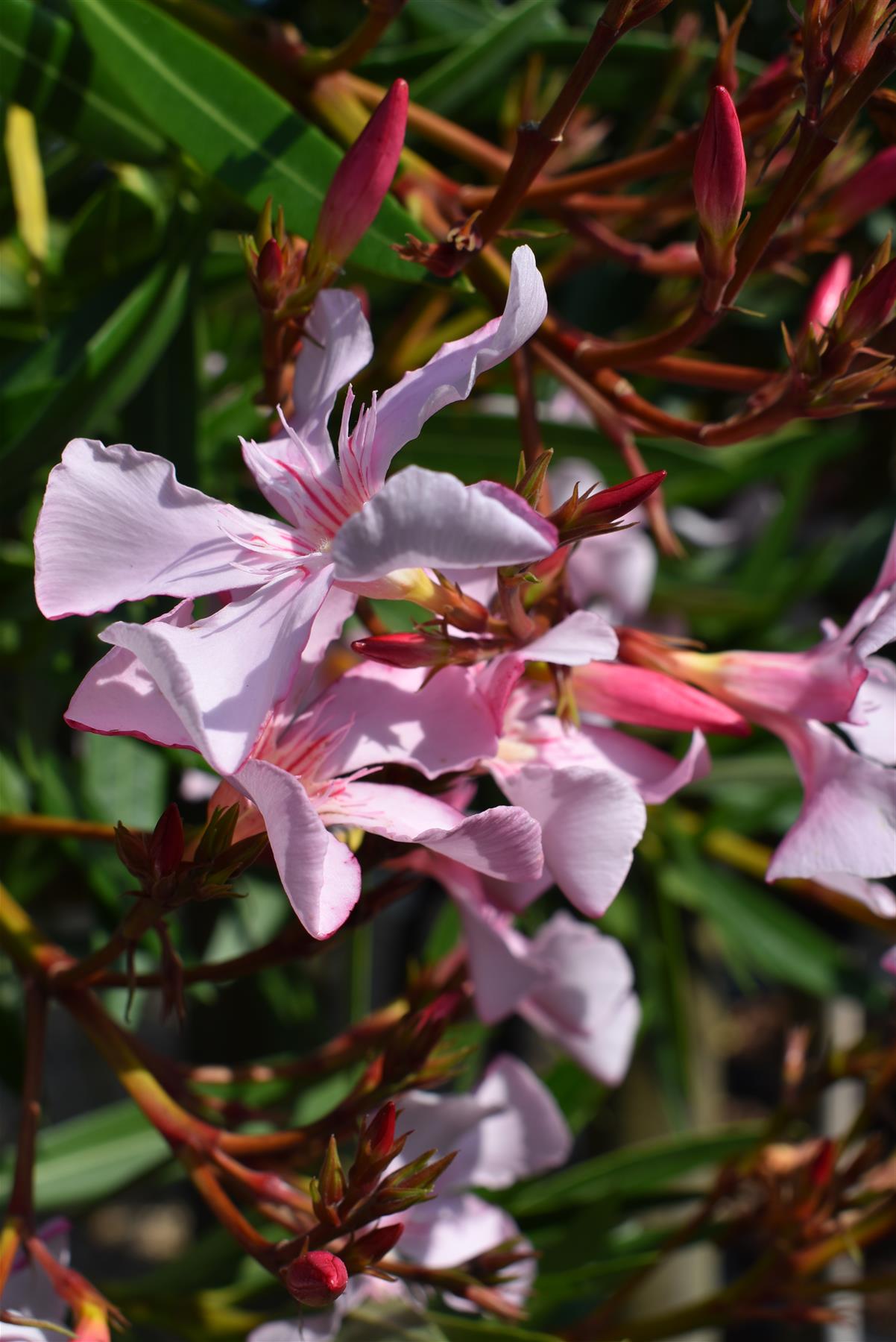 Nerium oleander - Clear Stem - 330-350cm - 45lt