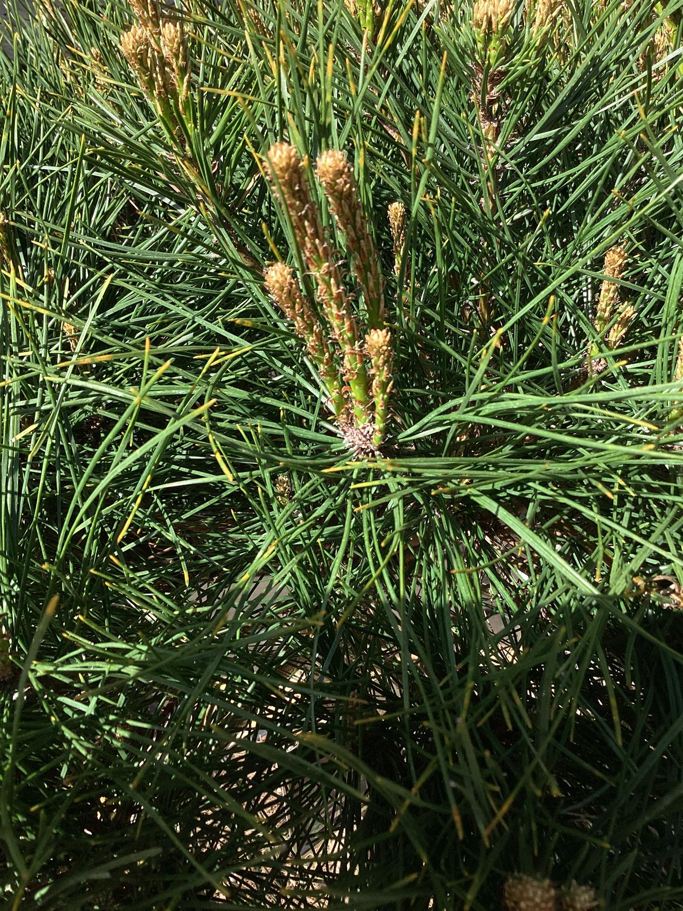 Pinus densiflora 'Alice Verkade' | Japanese red pine - Clear Stem 40cm - Height 75-80cm - Width 40cm - 20lt