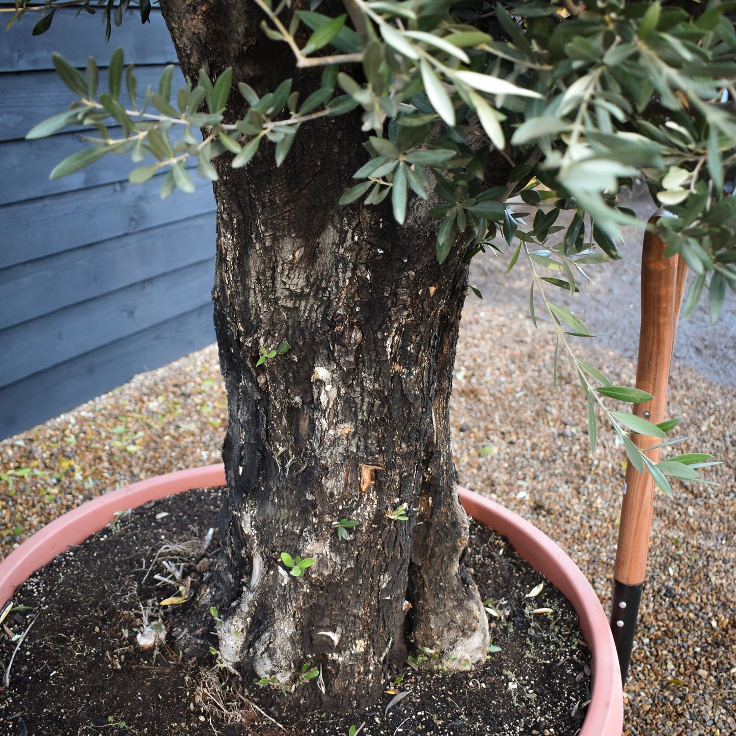 Olive Tree | Olea Europea 1/2 Std - 200-240cm, 90lt