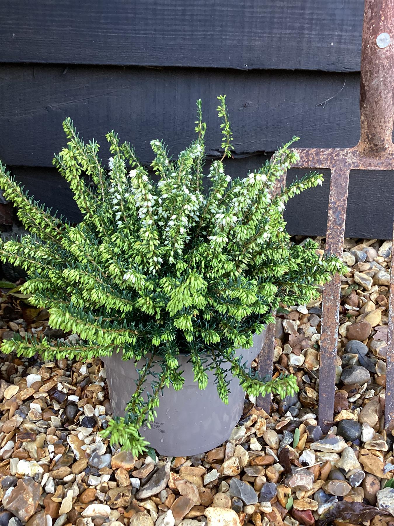 Erica  'White Perfection' - 55-65cm, 2lt