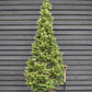 Abies nordmanniana | Nordmann fir - Height 270-290cm, 110lt