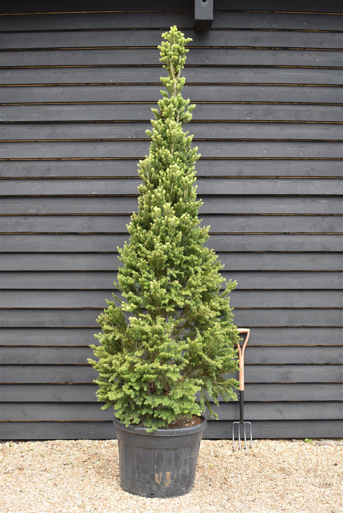 Abies nordmanniana | Nordmann fir - Height 270-290cm, 110lt