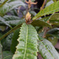 Eriobotrya japonica Tree | Loquat  - Clear Stem 90cm - Girth 08-10cm - Height 130-160cm - 15-25lt