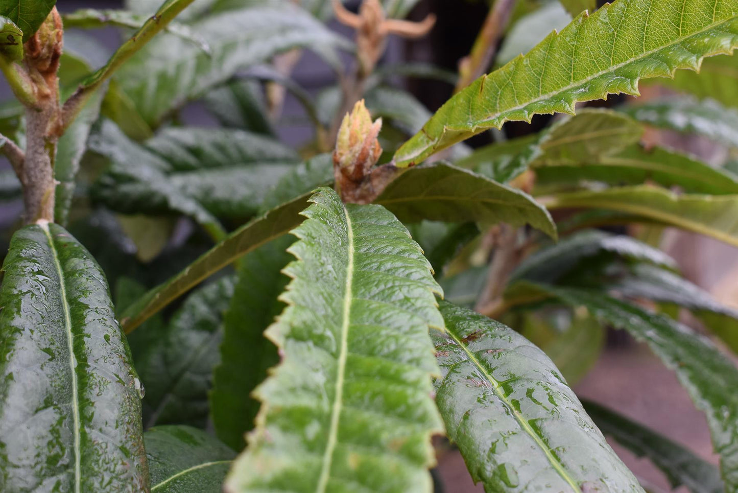 Eriobotrya japonica Tree | Loquat  - Clear Stem 90cm - Girth 08-10cm - Height 130-160cm - 15-25lt