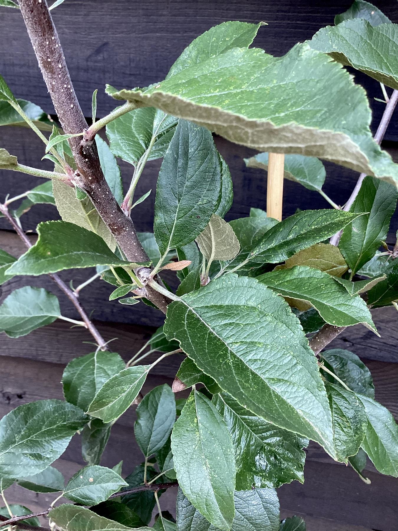 Apple tree 'Kidd's Orange Red' | Malus domestica - M26 - Dwarfing - 140-150cm - 10lt