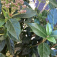 Viburnum tinus | Laurustinus - 1/4 Standard - Clear Stem - Height 70-80cm - 10lt