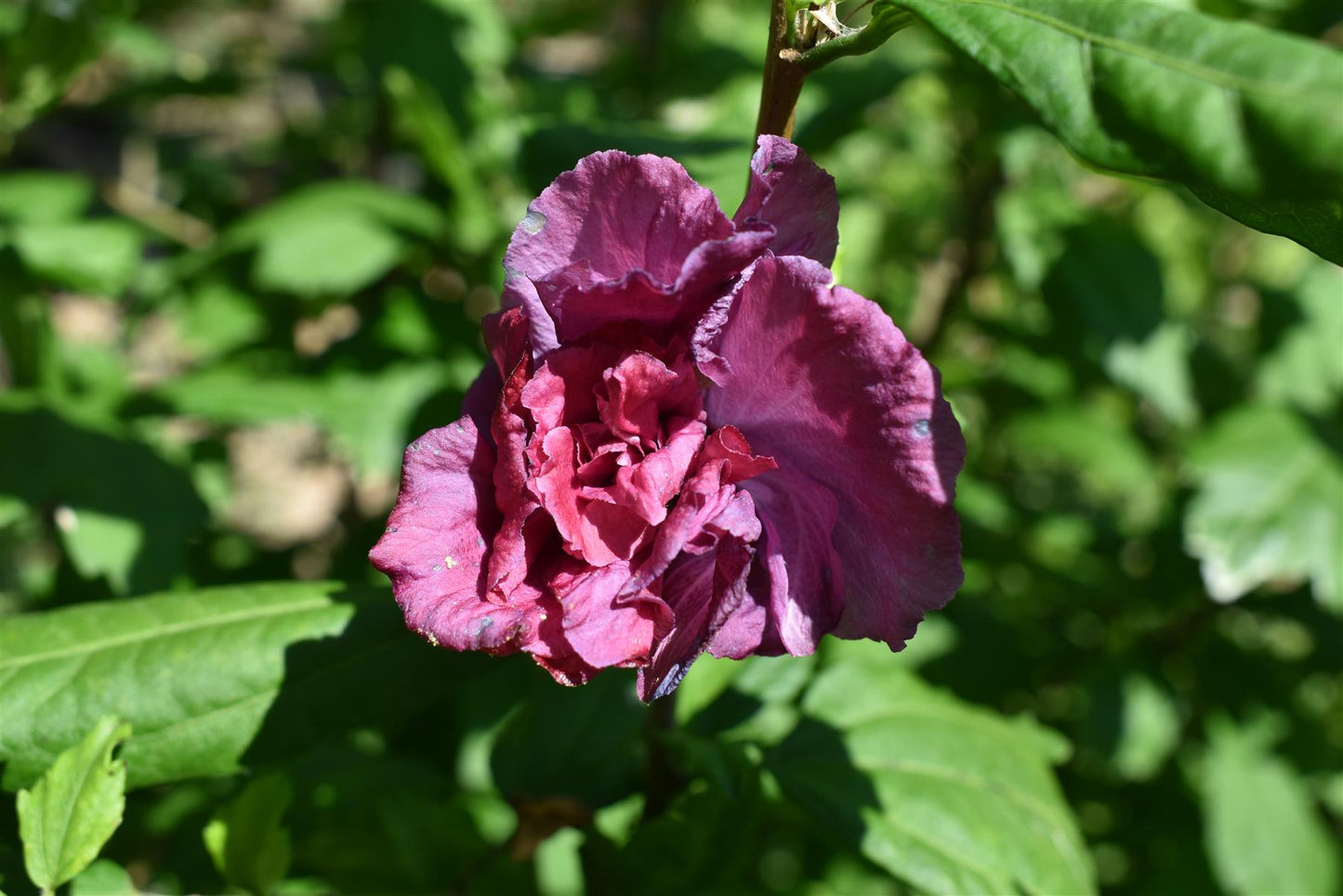 Hibiscus syriacus  'Duc de Brabant' - Red-Pink - Height 120-150cm - 25lt