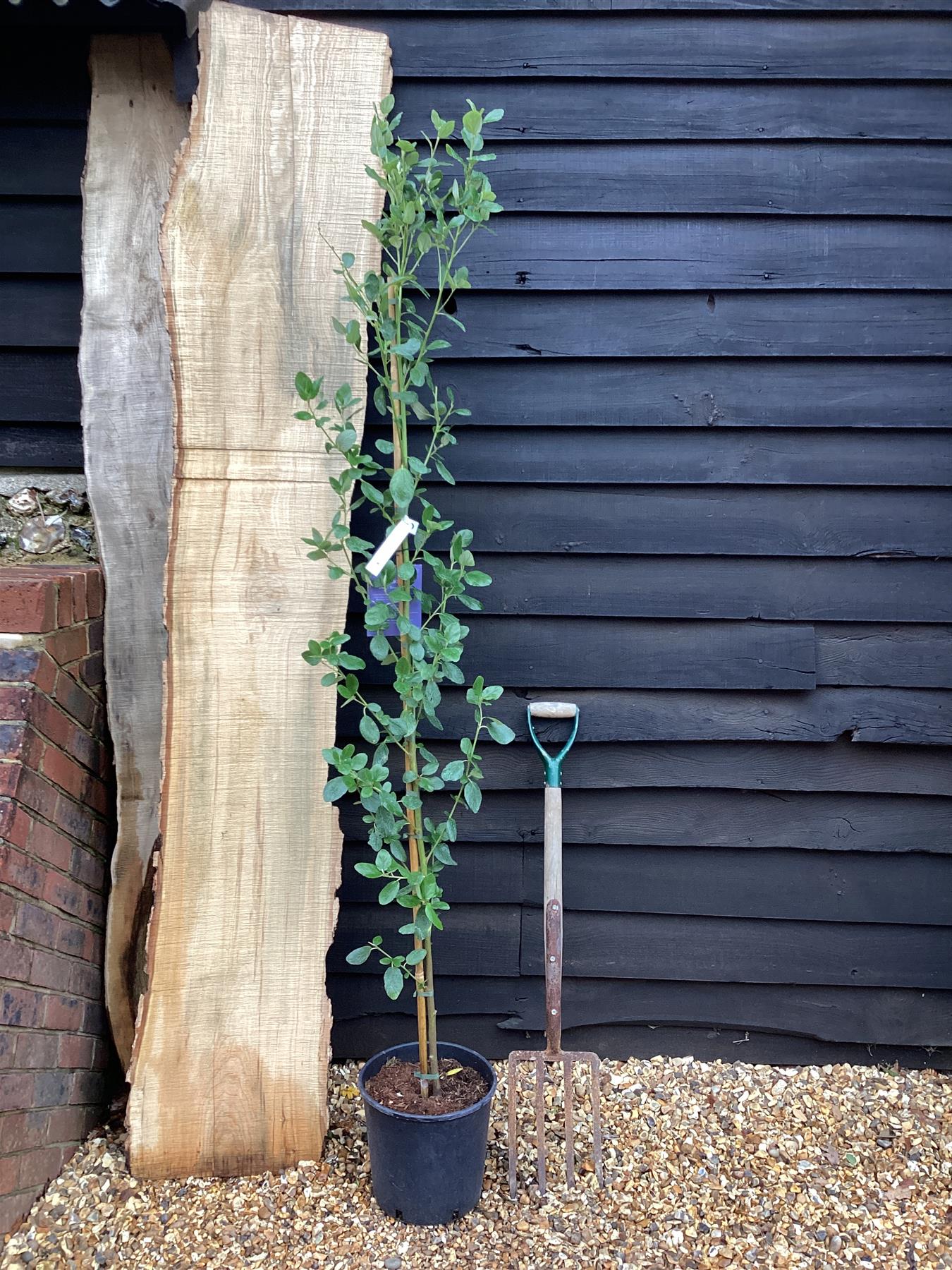 Ceanothus Trewithen Blue | Californian lilac 'Trewithen Blue' - 180-200cm, 10lt