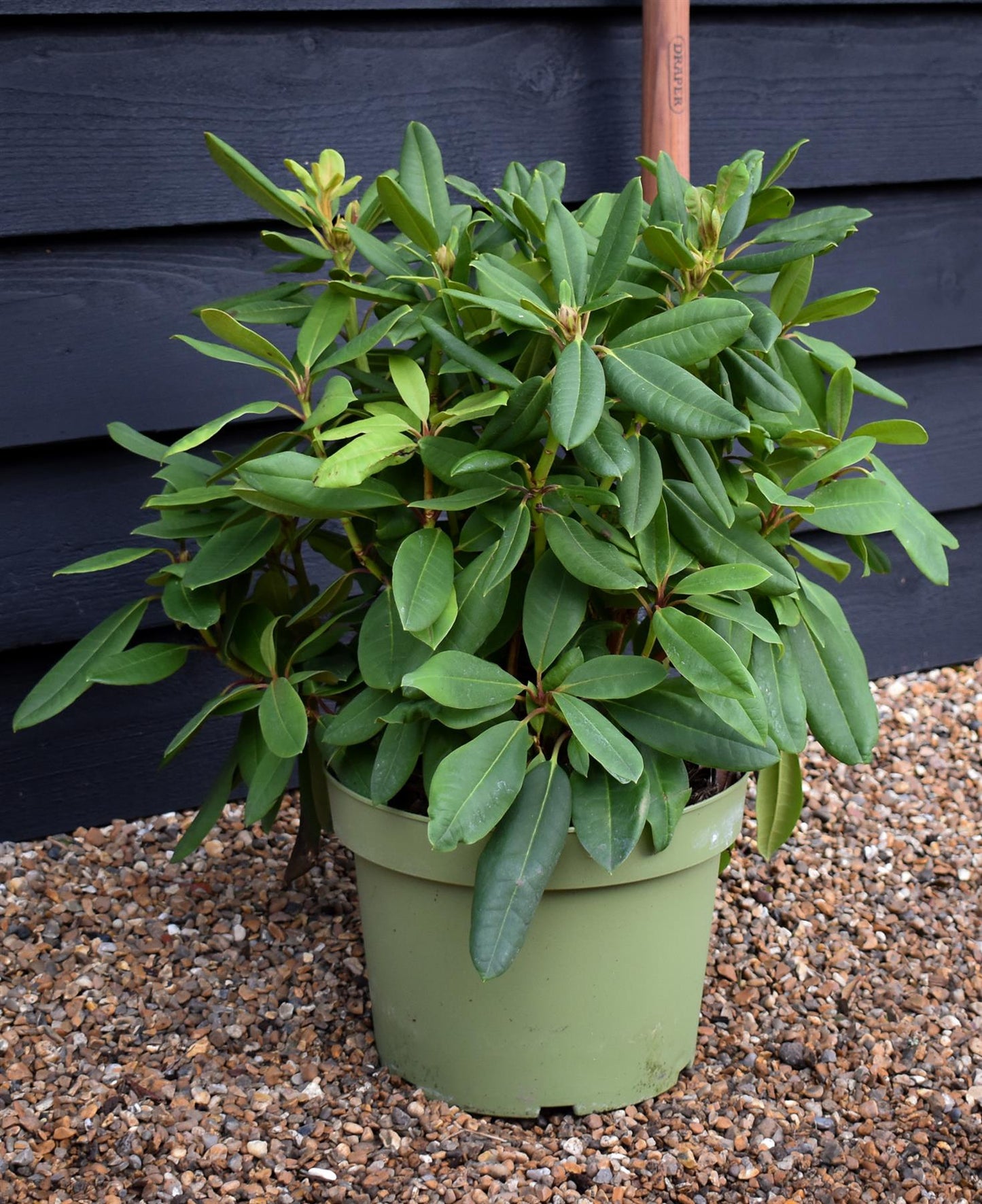 Rhododendron auritum 'Leo' - Shrub - Height 40-50cm - 10lt