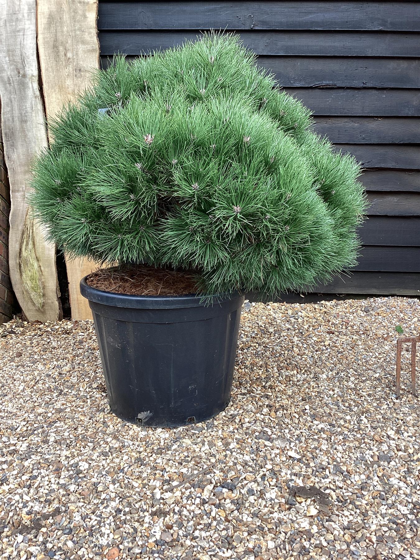 Pinus Nigra  'Pierrick Bregeon' Brepo - Height 120cm - Width 90-100cm - 110lt