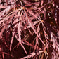 Acer palmatum 'Dissectum Atropurpureum' | Purple Threadleaf Japanese maple - Girth 32cm - 200-220cm - 375lt